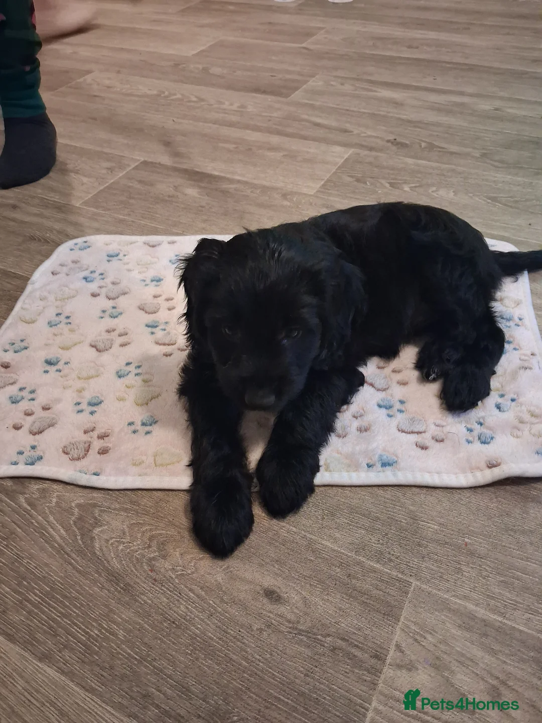 Mixed Breed dogs for sale: Beautiful girl looking for her forever home - Advert 7