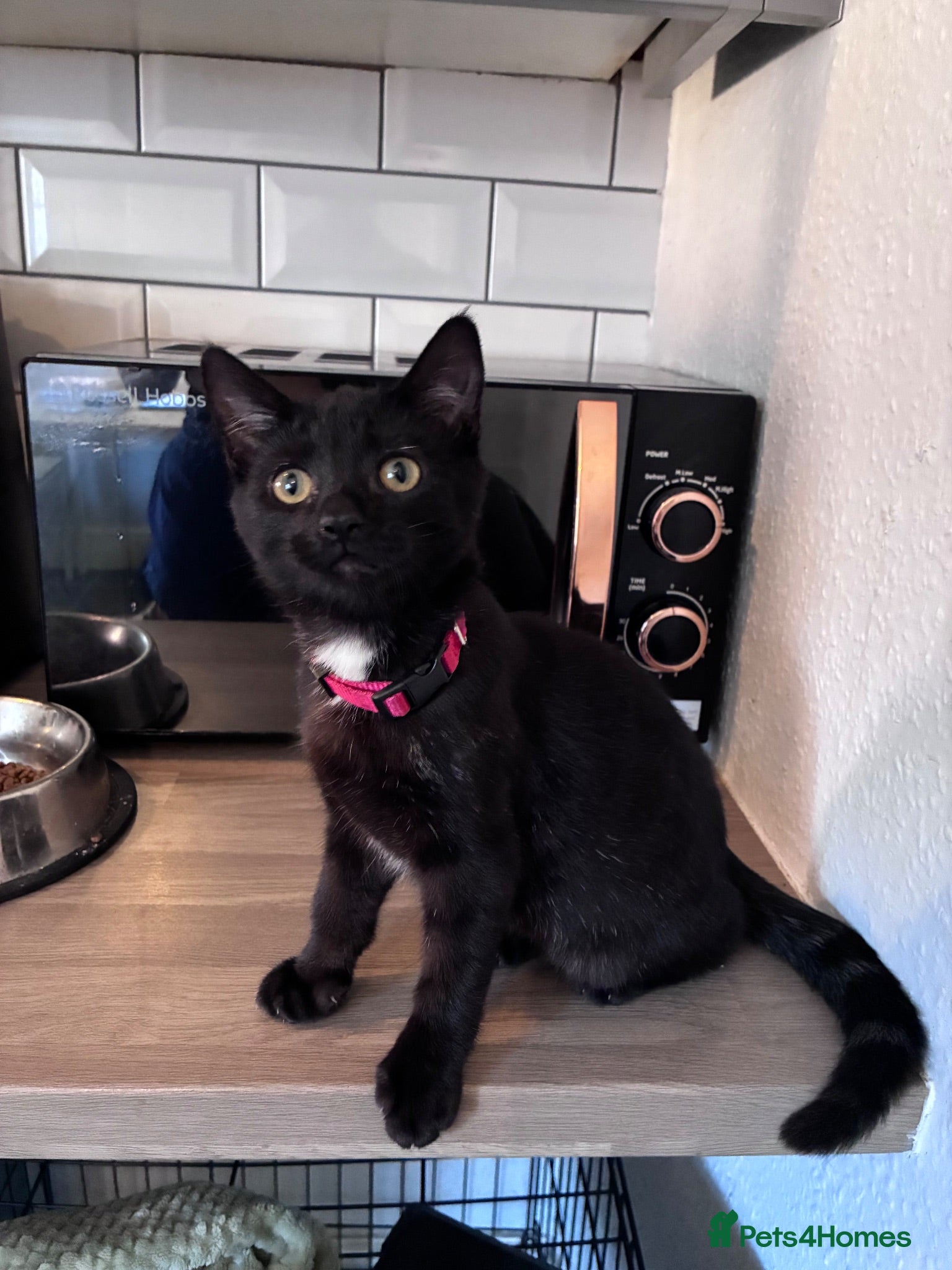 Mixed Breed cats 10 week old kitten very striking 🖤🩶 - Advert 8