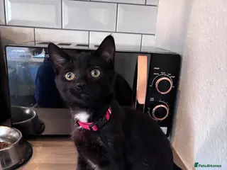 Mixed Breed cats 10 week old kitten very striking 🖤🩶 - Advert 1
