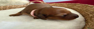 Miniature Dachshund girl Pink collar 