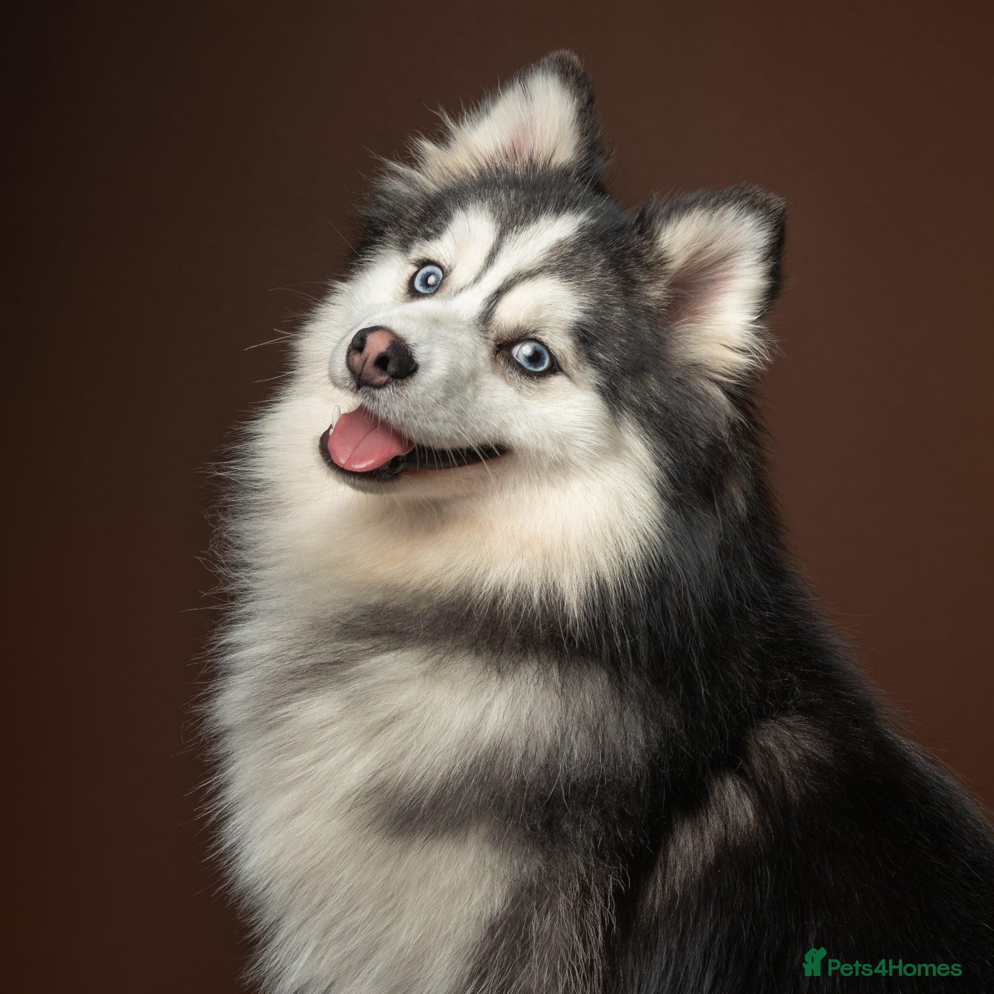Pomsky dogs F3 6.8kg Pomsky Stud silver/white, health tested  - Advert 5