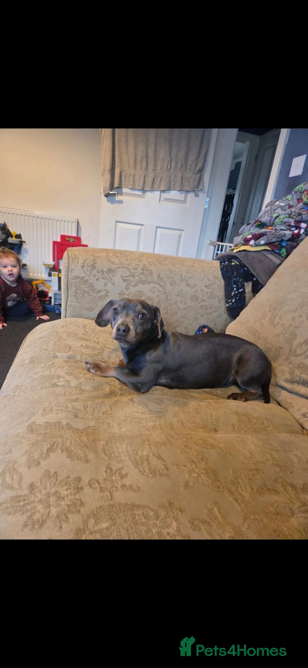 Mixed Breed dogs for sale: 2 year old dachshund cross girl  - Advert 9