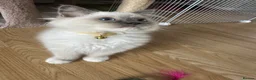 Ragdoll cats for sale: GCCF registered Ragdoll kittens 🐈  - Advert 3