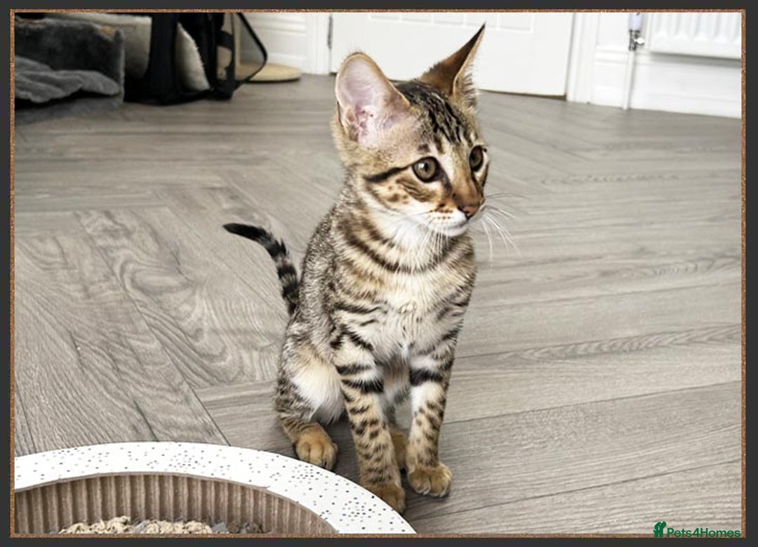 Savannah cats for sale: Ready to go F5 SBT Savannah kittens in Bingley - Image 7