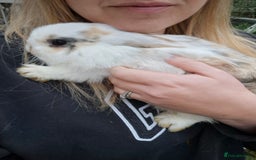 Mini Lop rabbits for sale: Mini Lops LAST DOE LEFT - Advert 5