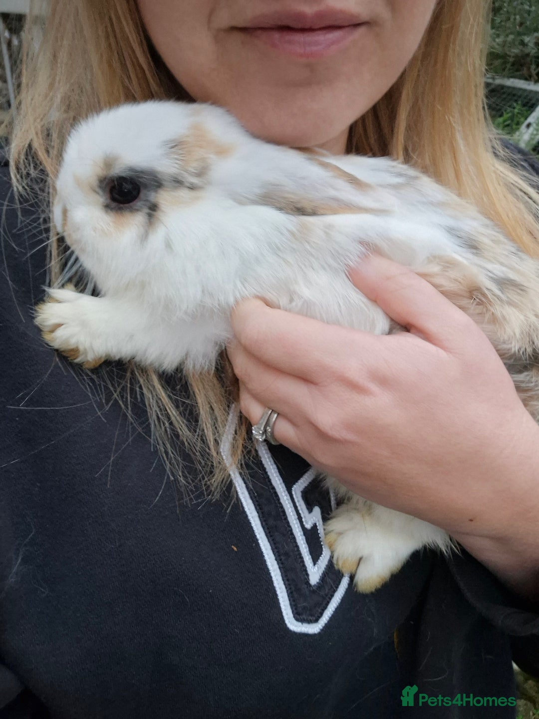 Mini Lop rabbits for sale: Mini Lops LAST DOE LEFT - Advert 5