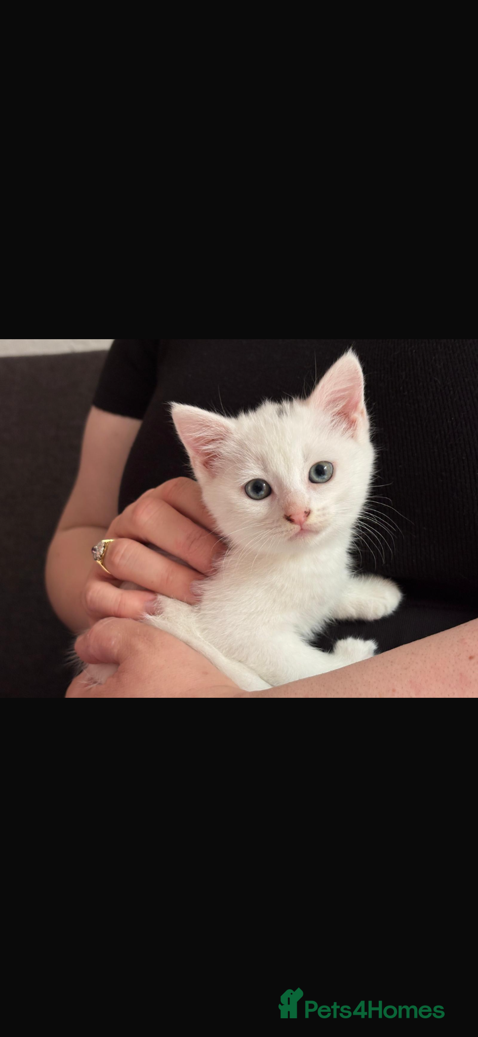 Turkish Angora cats Beautiful Tr anorgas for sale - Advert 1