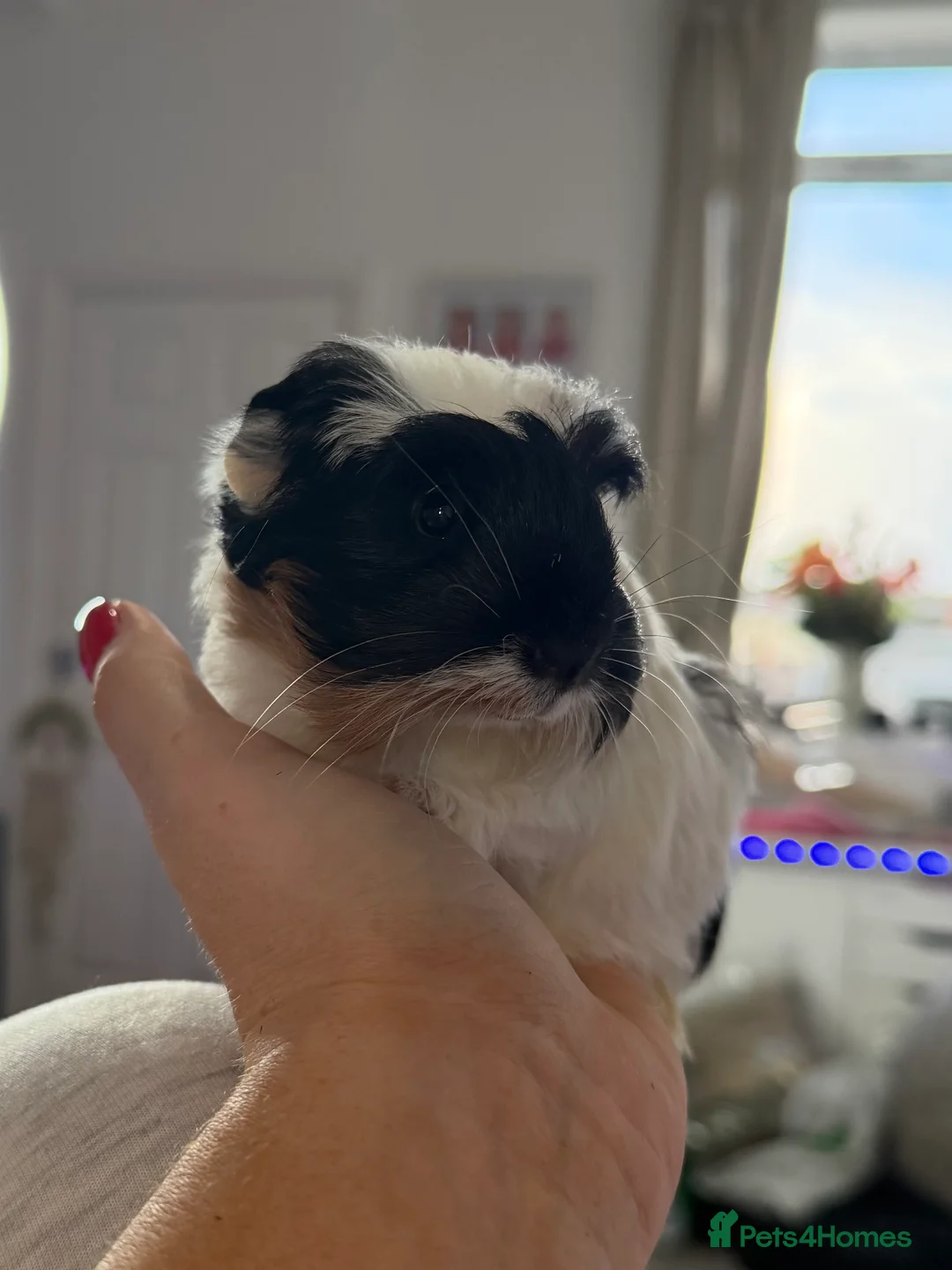Guinea Pig rodents for sale: A pair of beautiful sows (female guinea pigs)  - Advert 4