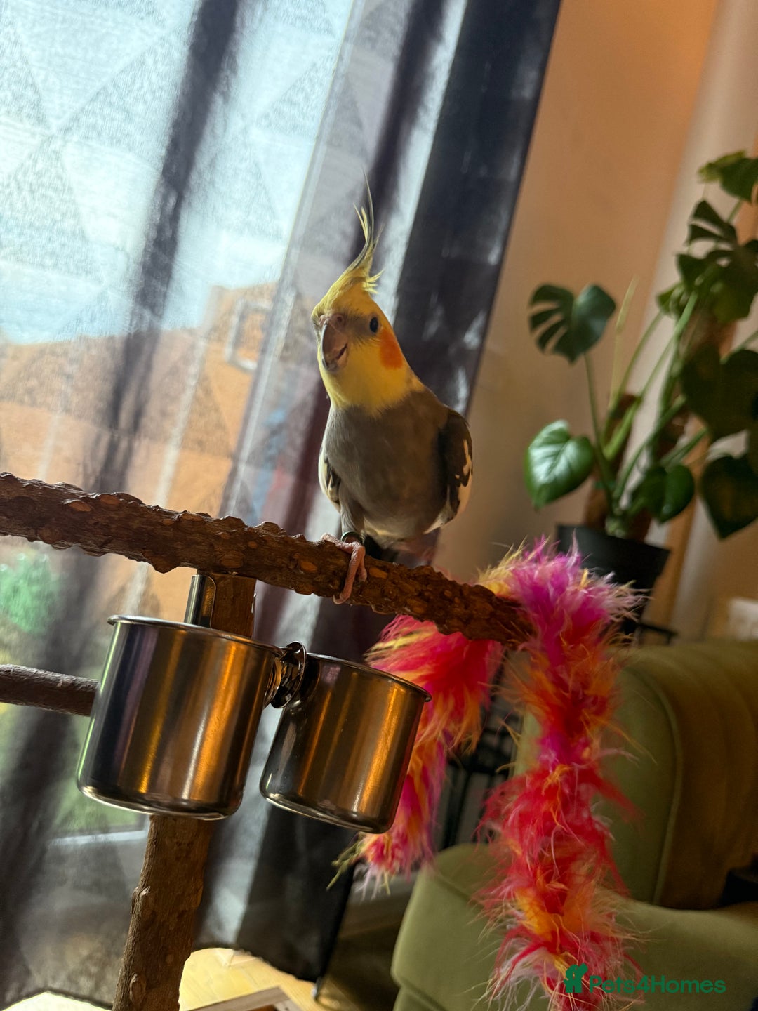 Cockatiels birds for sale: Lovely Tame Male Cockatiel - Advert 3