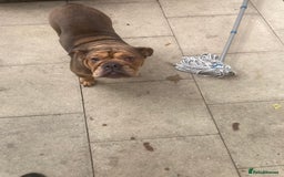 Mixed Breed dogs for sale: Bonny  - Image 3