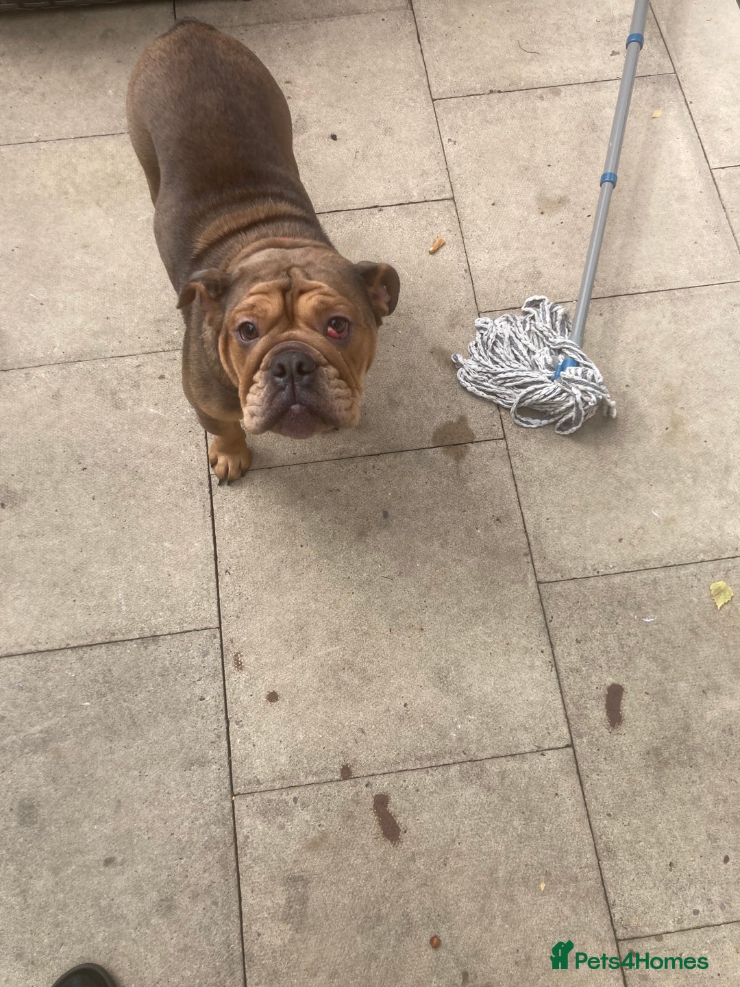 Mixed Breed dogs for sale: Bonny  - Image 3