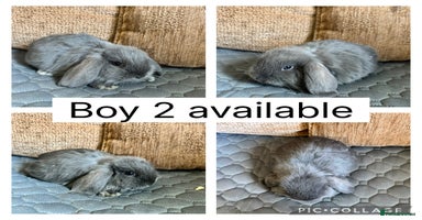 Mini Lop rabbits - Advert 4
