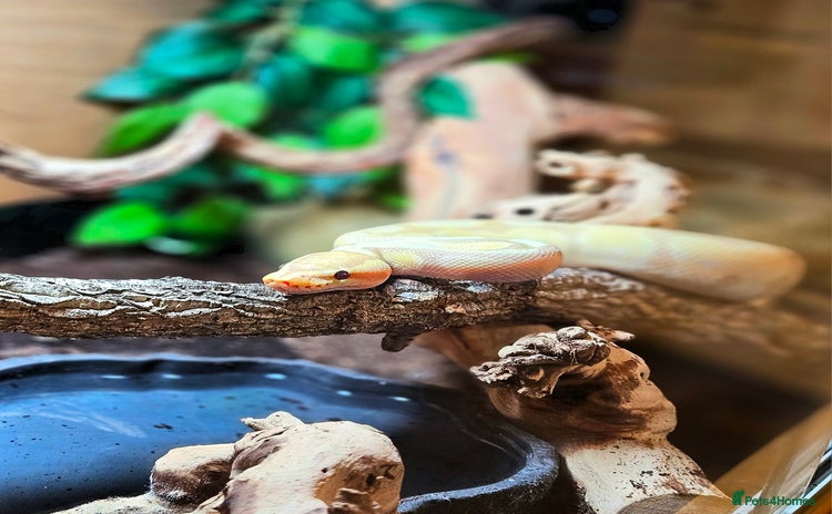 Python Snake reptiles - Advert 1