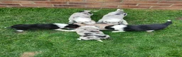 Border Collie dogs for sale: BORDER COLLIE PUPS in Durham - Advert 8