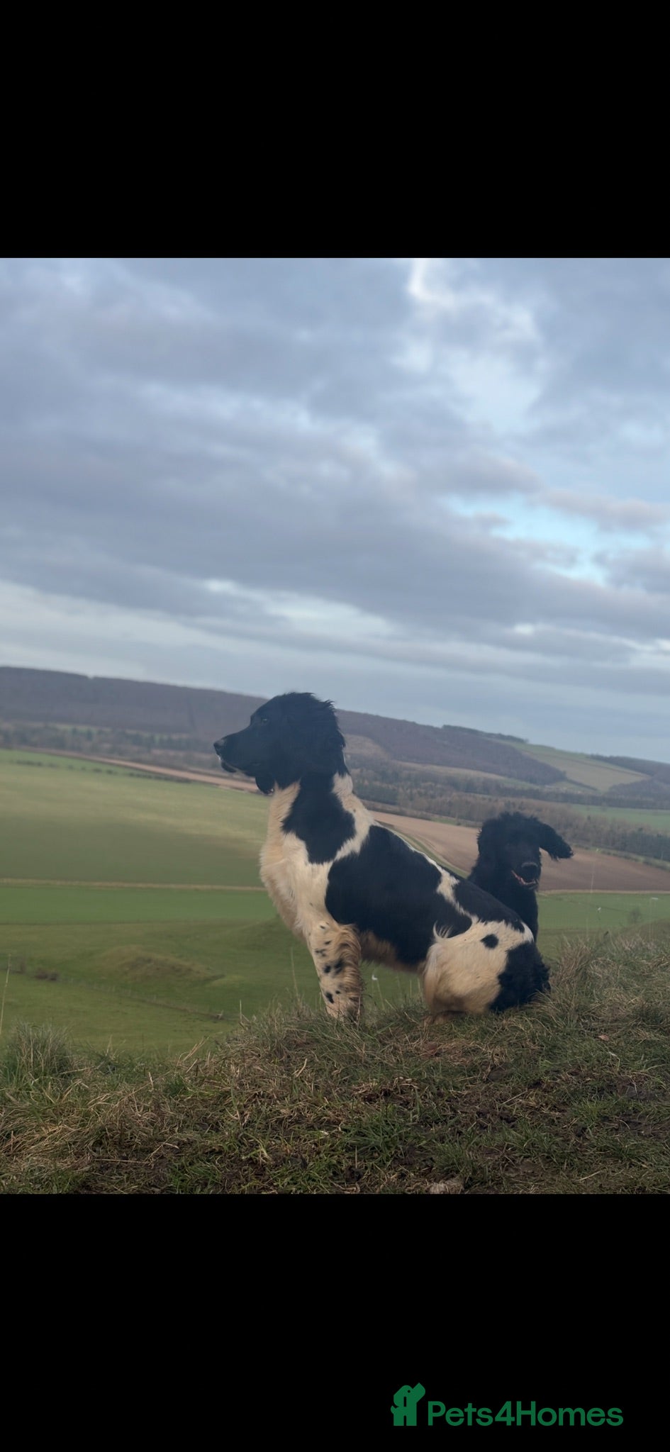 English Springer Spaniel dogs 1 lovely black and white springer spaniel  - Advert 1