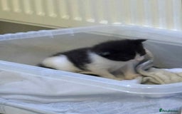 British Shorthair cats for sale: 2 kittens for sale  - Image 17