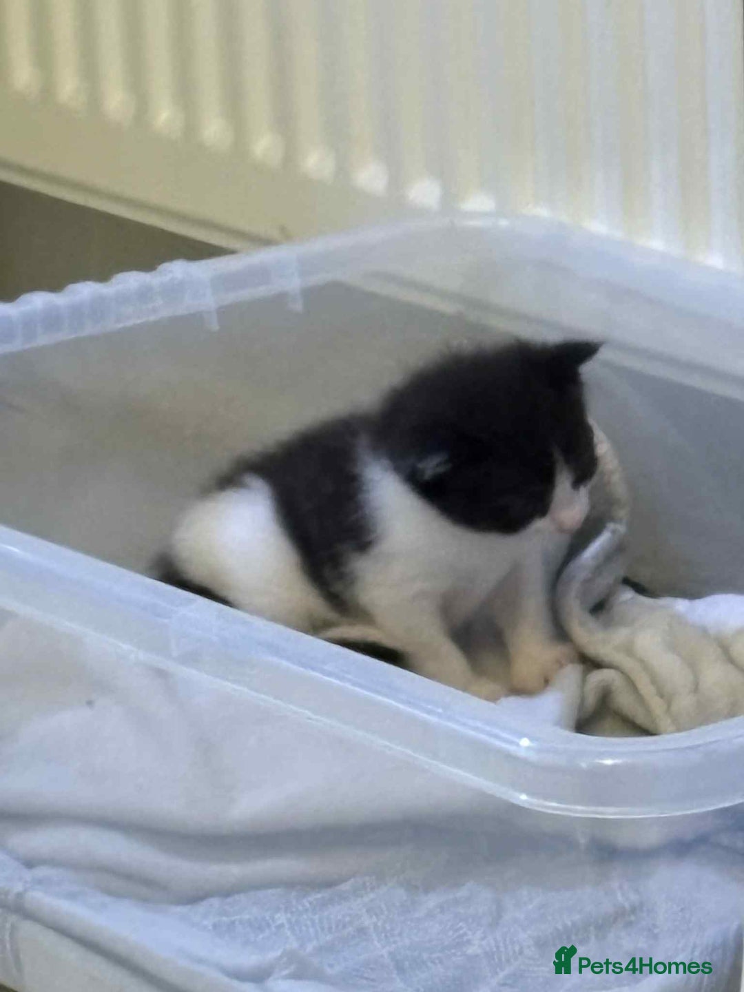 British Shorthair cats for sale: 2 kittens for sale  - Image 17