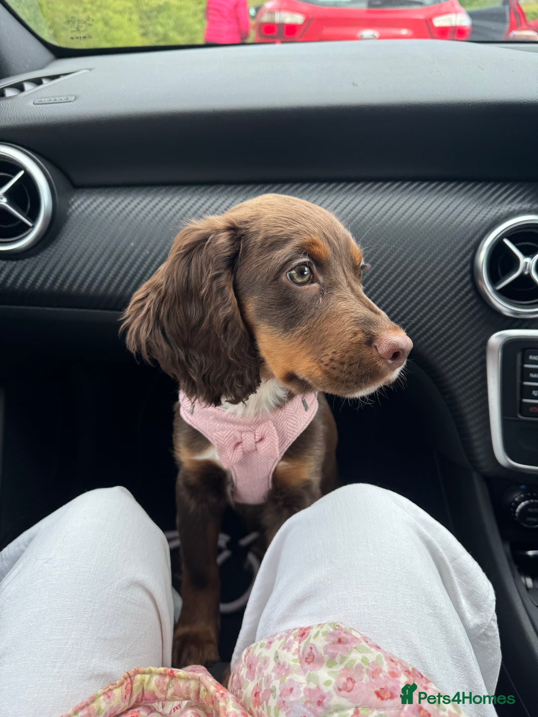 Cocker Spaniel dogs for sale: Loving Home Wanted for Beautiful Olive (WCS Puppy) - Image 1