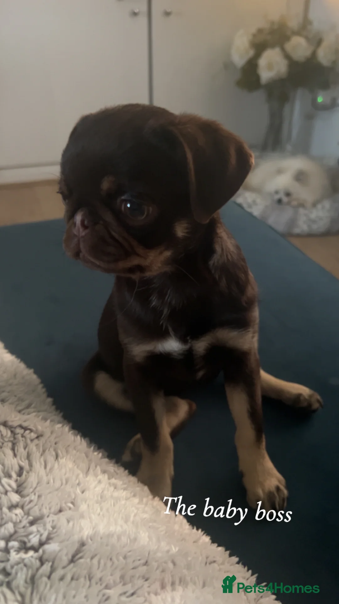 Pug dogs for sale: Chocolate and tan female pug  - Advert 2