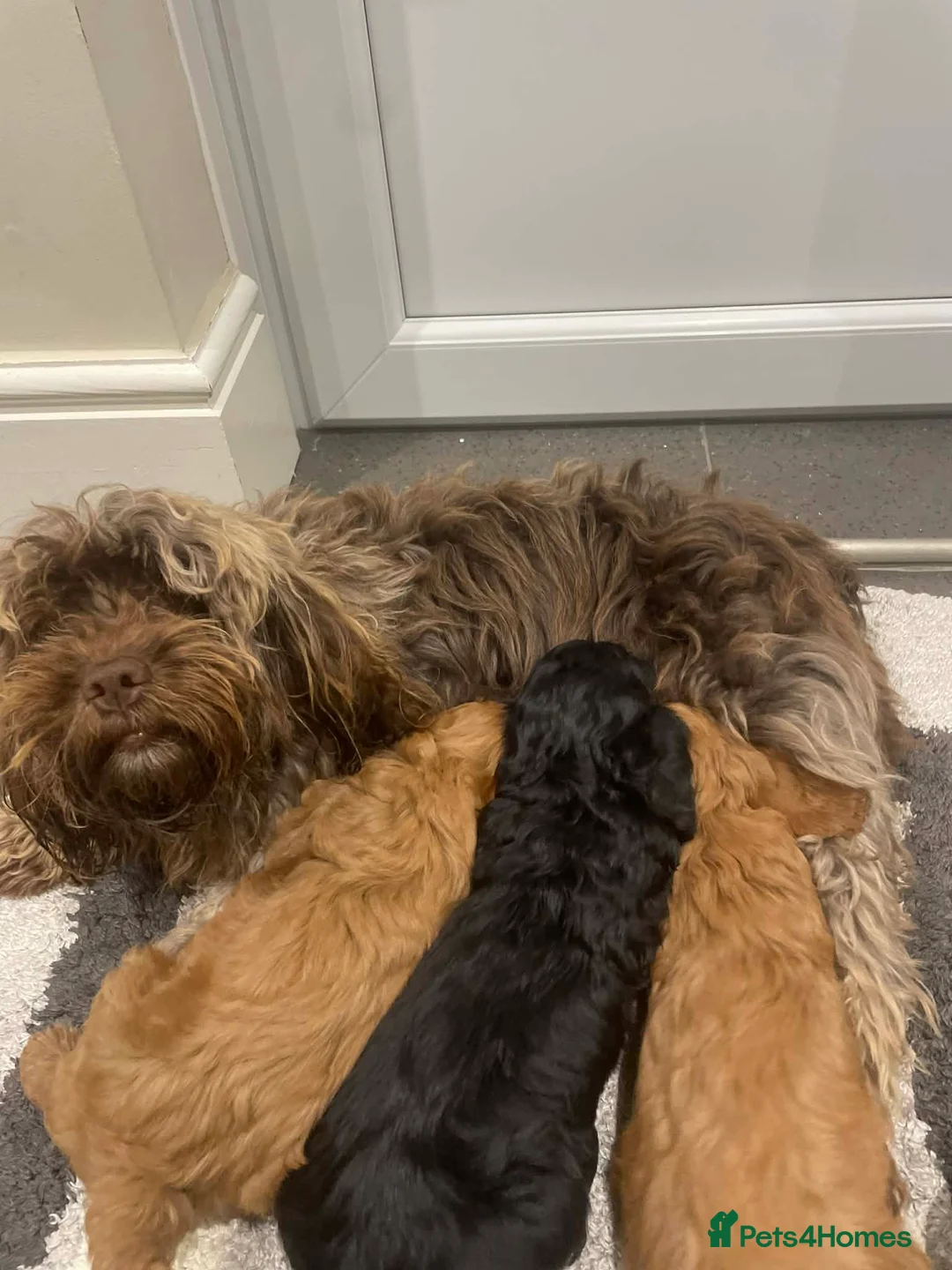 Cockapoo dogs for sale: Three FB2 beautiful cockapoo puppies - Advert 14