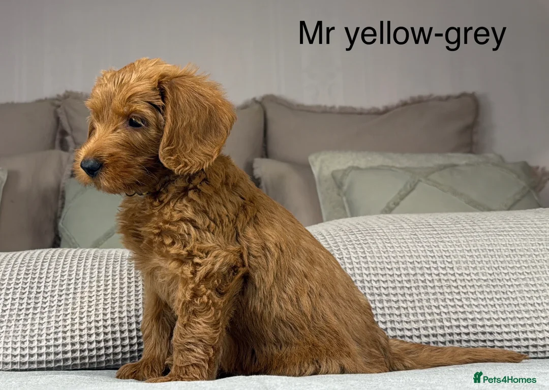 Labradoodle dogs for sale: HIP ELBOW DNA TESTED LINEAGE MUM. DAD IS THE SAME - Advert 1