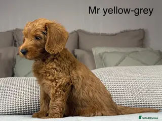 Labradoodle dogs HIP ELBOW DNA TESTED LINEAGE MUM. DAD IS THE SAME - Advert 1