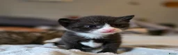Mixed Breed cats for sale: 3 gorgeous kittens looking for their forever homes - Advert 3