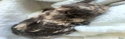 Cockapoo dogs for sale: Beautiful F1b Minature Cockapoos - Advert 19