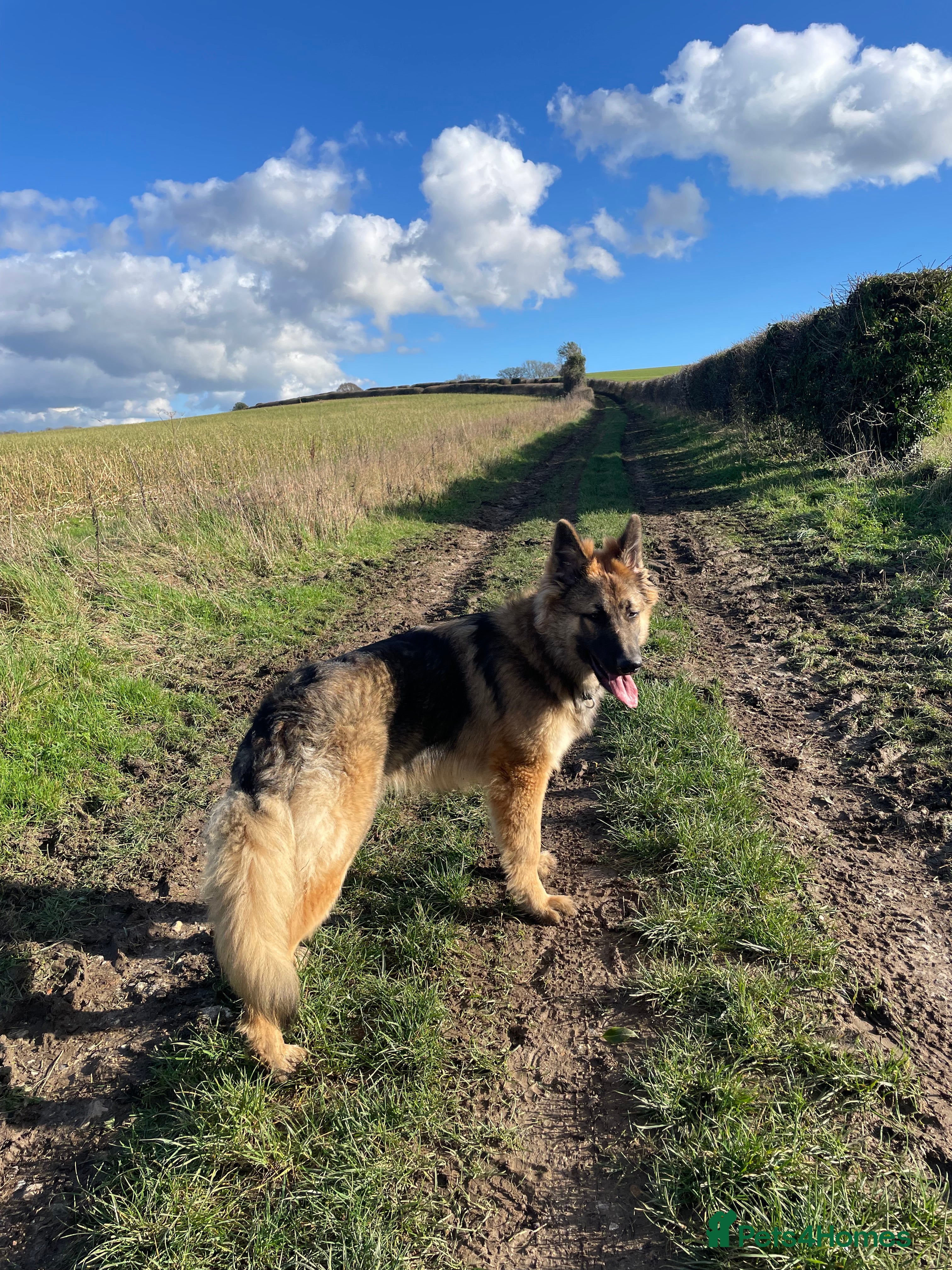 German Shepherd dogs Bailey  - Advert 4