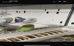 Budgerigars birds for sale: Beautiful baby budgies for sale  - Image 4