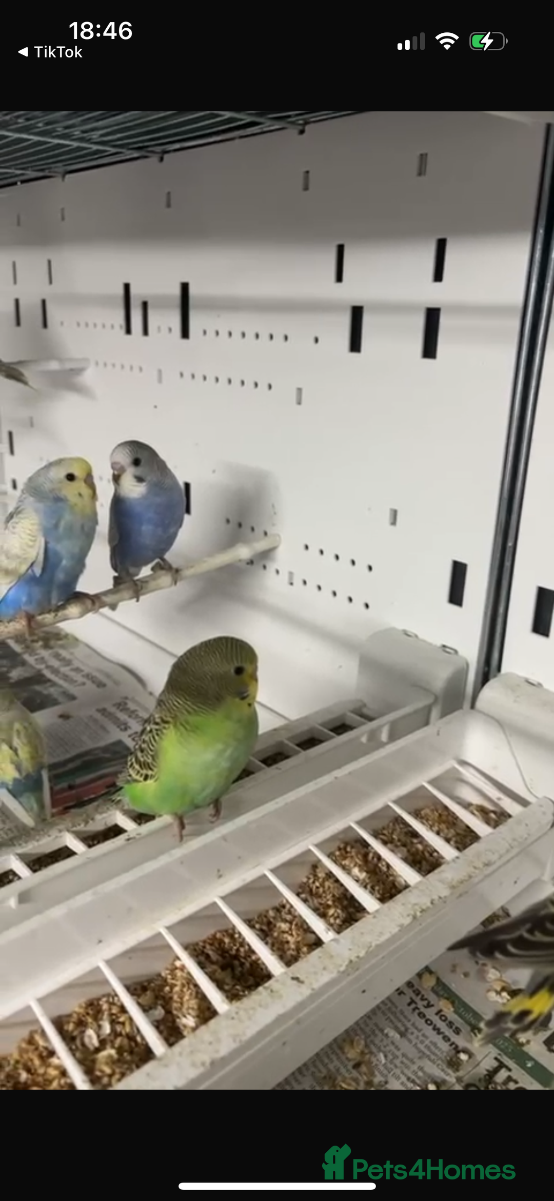 Budgerigars birds for sale: Beautiful baby budgies for sale  - Image 4