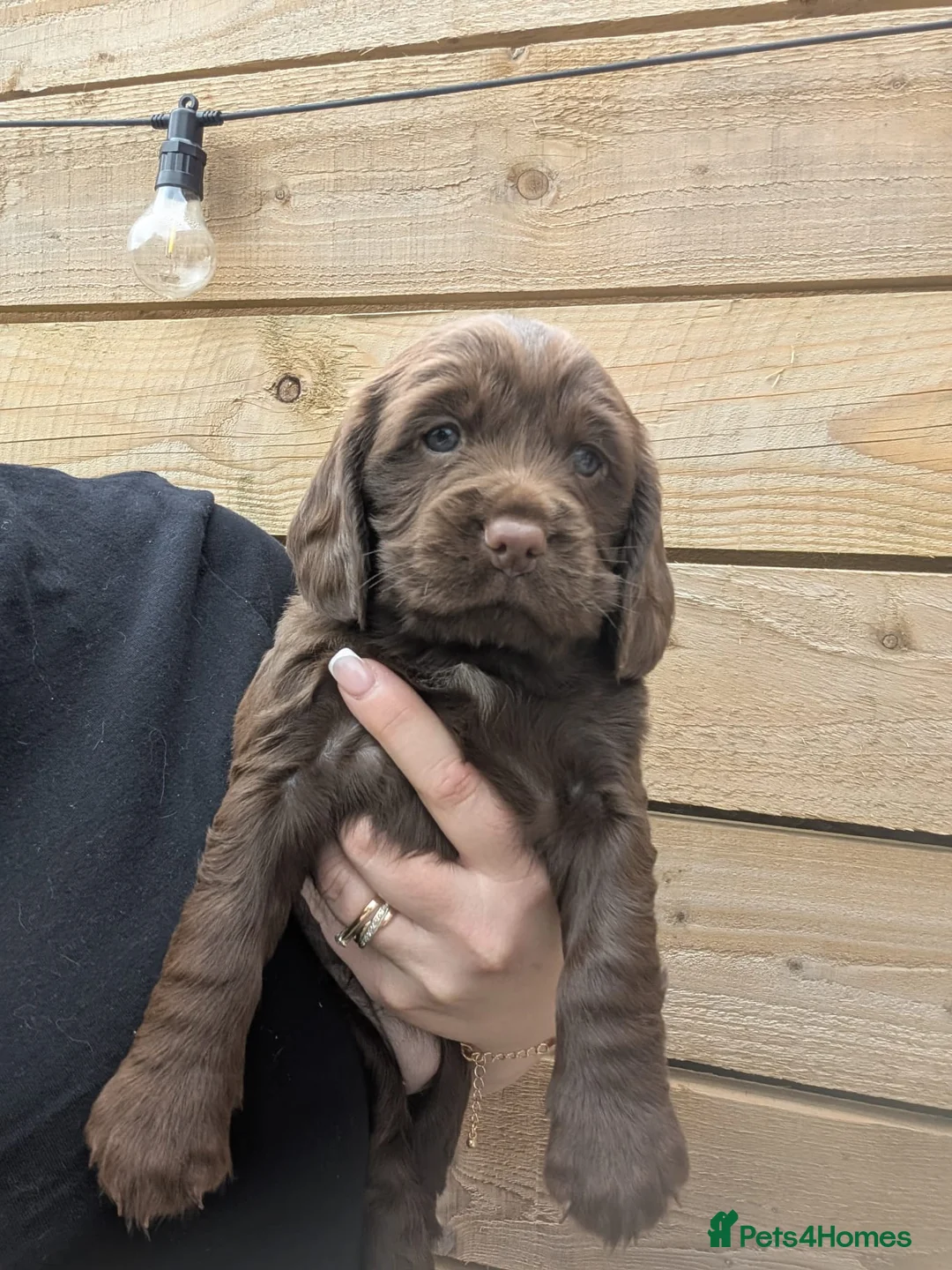 Sprocker dogs for sale: Beautiful Sprocker Puppies Seeking Forever Homes in Hengoed - Advert 2