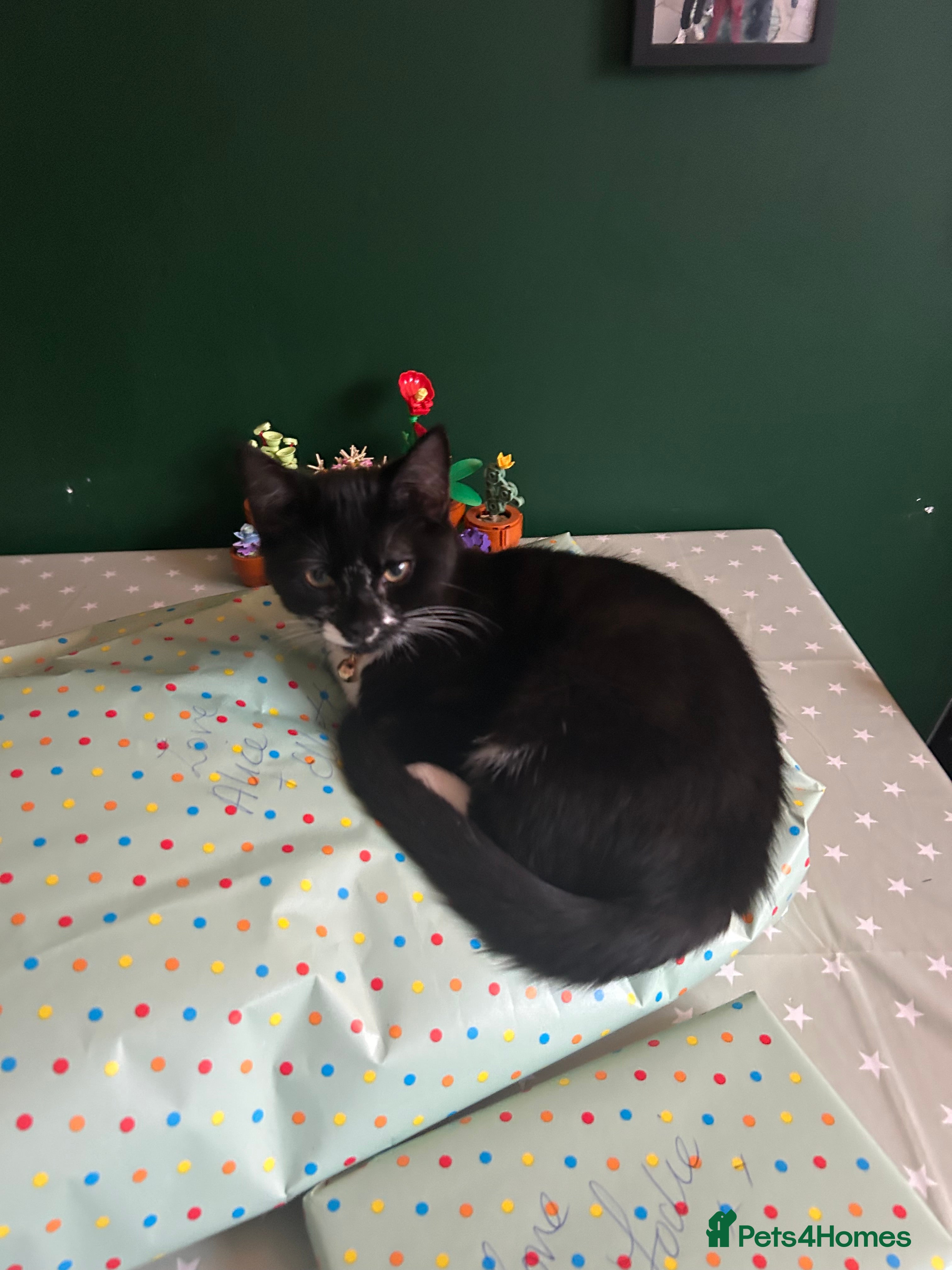 Mixed Breed cats Adorable 4 month old Tuxedo kitten - Advert 6