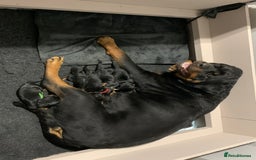 Rottweiler dogs for sale: AMAZING PEDIGREE REGISTERED ROTTWEILER PUPPIES - Image 13