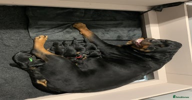 Rottweiler dogs - Advert 12