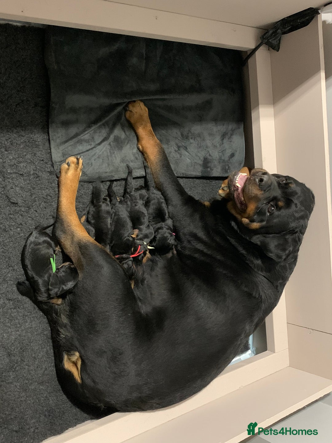 Rottweiler dogs for sale: AMAZING PEDIGREE REGISTERED ROTTWEILER PUPPIES - Image 13
