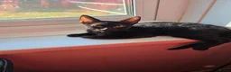 Mixed Breed cats for sale: Sphynx mix - Advert 3