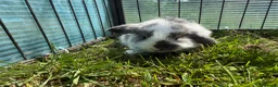 Mini Lop rabbits for sale: Litter of Mini lop Bunnies  - Advert 7