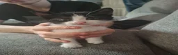 Mixed Breed cats for sale: Kittens for sale - Advert 4
