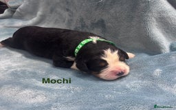 Bernese Mountain Dog dogs for sale: 🐾 Bernese Puppies – Ready Just Before  **   - Image 12