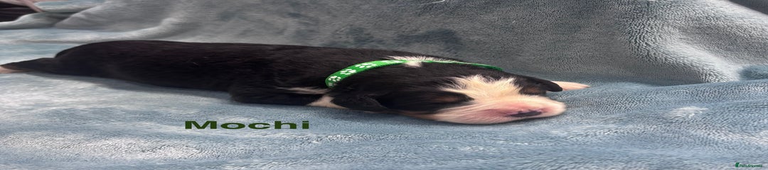 Bernese Mountain Dog Puppy 1