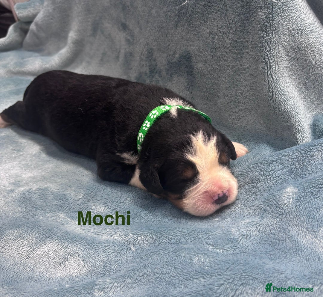 Bernese Mountain Dog dogs for sale: 🐾 Bernese Puppies – Ready Just Before  **   - Image 12