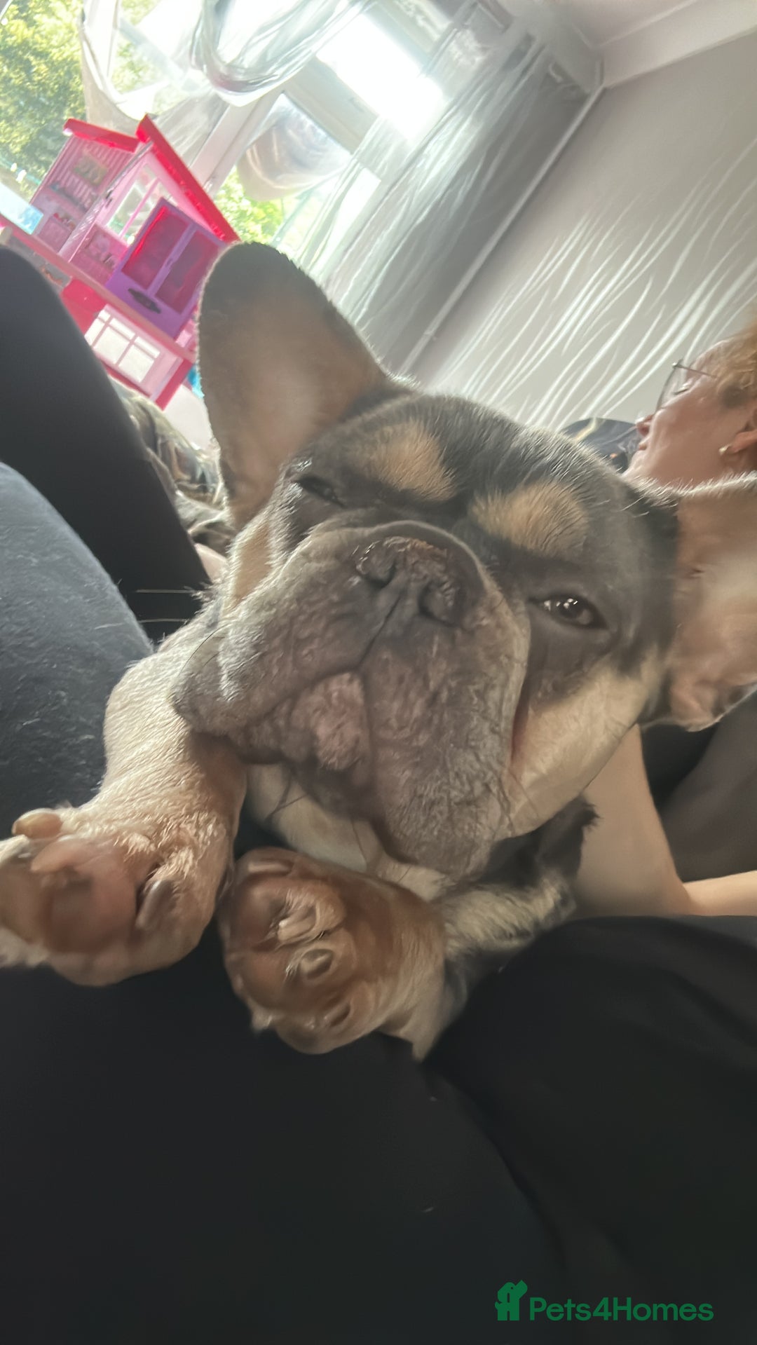 French Bulldog dogs for sale: Female French bulldog  - Advert 3