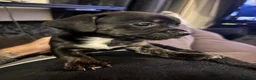 Mixed Breed dogs for sale: 8 Puppies for sale!  - Advert 12
