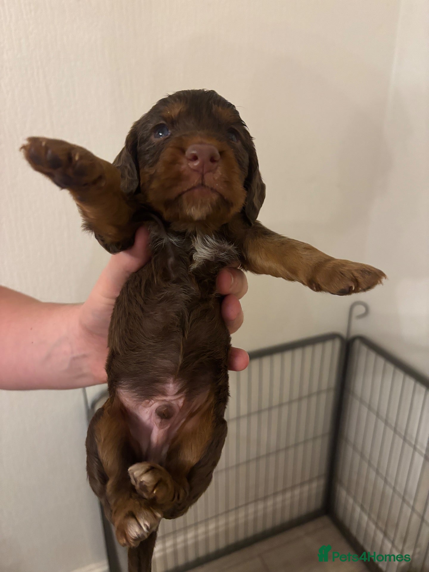 Cocker Spaniel dogs for sale: Working cocker spaniel pups  - Advert 2