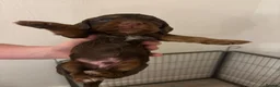 Cocker Spaniel dogs for sale: Working cocker spaniel pups  - Advert 2