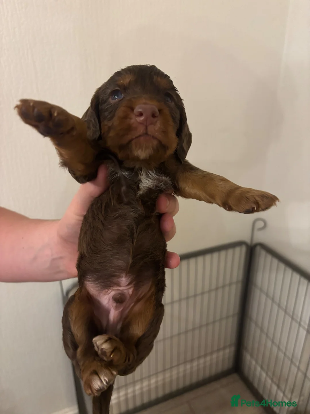 Cocker Spaniel dogs for sale: Working cocker spaniel pups  - Advert 2