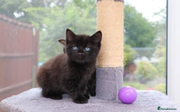 Mixed Breed cats for sale: Adorable Kittens Ready SOON - Image 12
