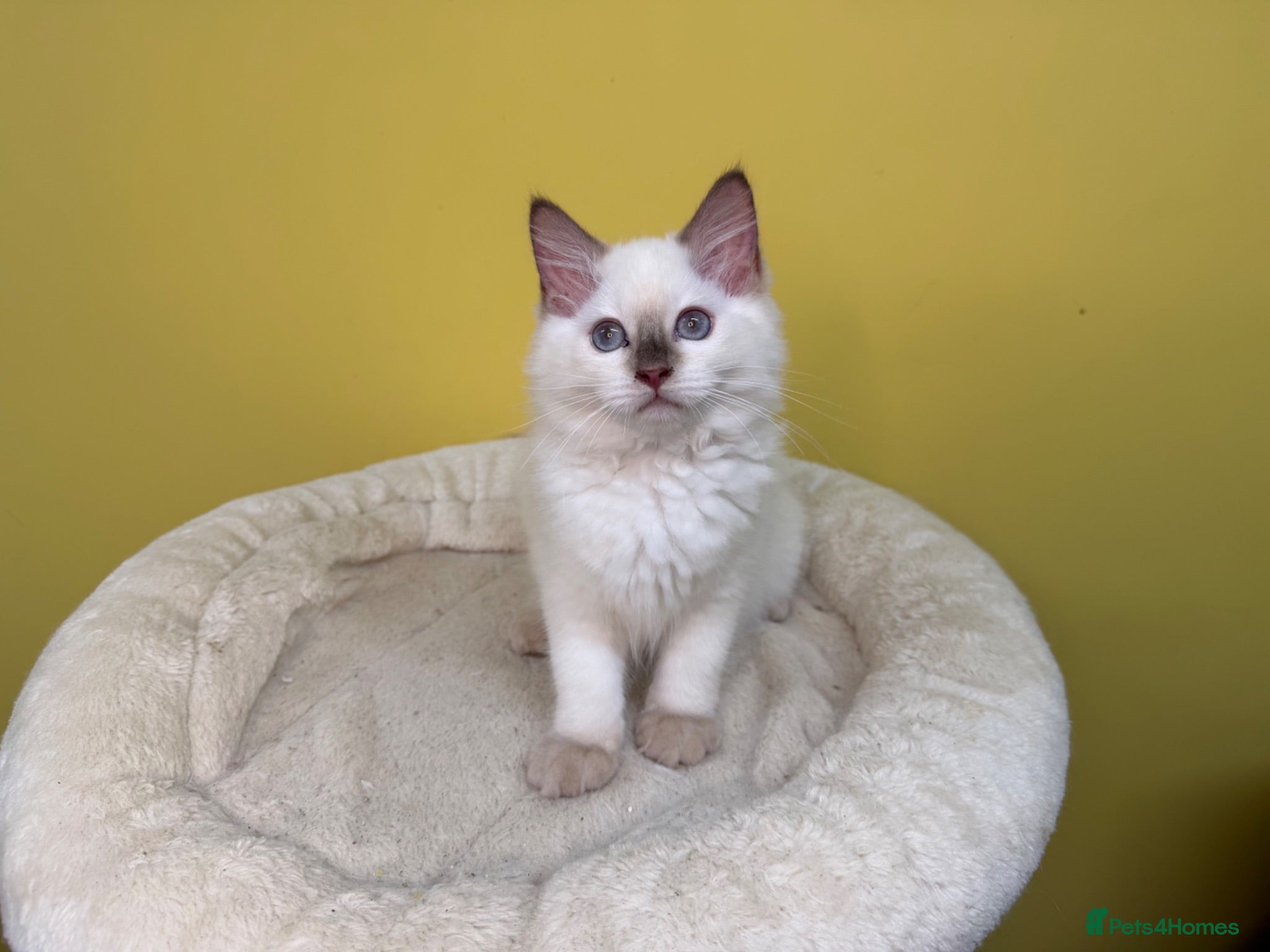 Ragdoll cats ⭐️ TICA Reg ⭐️ 👑 Champion Line 👑 Ragdoll Kittens - Advert 1