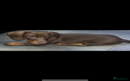 Miniature Dachshund dogs for sale: Ready to go-Gorgeous miniature Dachshund puppies   - Image 35